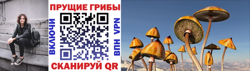 Псилоцибиновые грибы Psilocybine cubensis  Волхов 